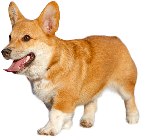 Pembroke Welsh Corgi (500x492), Png Download