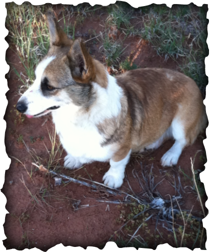 Spanky Is One Of Our First Corgi Puppies That We Kept - Pembroke Welsh Corgi (416x498), Png Download