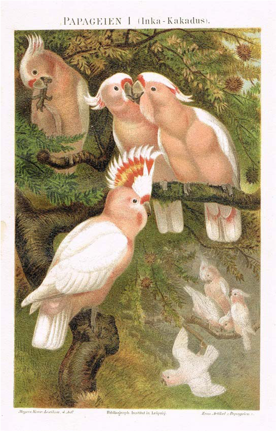 Picture Stock Parrots Major Mitchell S And Arara Lithographs - Brehms Tierleben 1900 Major Mitchells Cockatoo Poster (850x850), Png Download