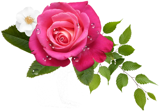 Flor Rosas Png - Hoa Png (720x720), Png Download