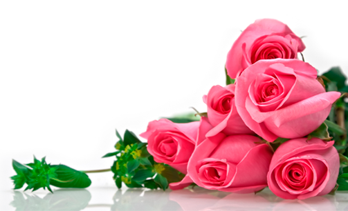 Liked Like Share - Flowers Background Image For Rose (503x306), Png Download