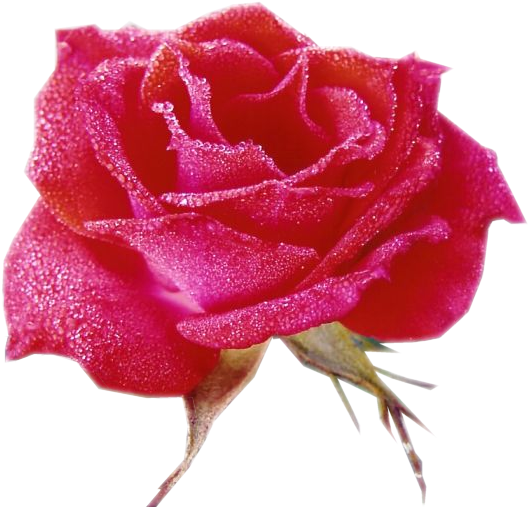 Rosas - Tube Rose (574x522), Png Download