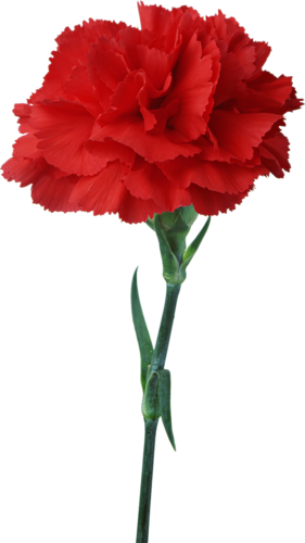 Related Wallpapers - Red Carnation (281x500), Png Download