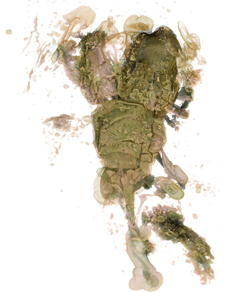 Petalotarsus-01 - Green Iguana (1518x1190), Png Download