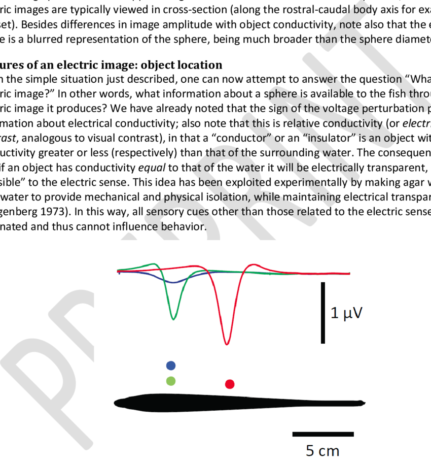 Overlays Of Electric Images For Prey-like Objects At - Diagram (850x912), Png Download