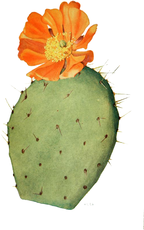 Cactaceae Drawing Flower Prickly Pear Illustration - Prickly Pear Cactus Drawing (564x991), Png Download
