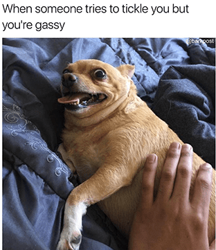 The Best Of Barkpost Shorties And Memes - Joke (540x360), Png Download