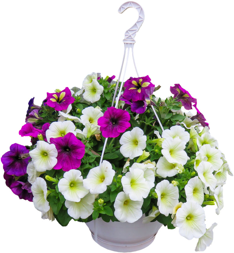 Happy Hanging Baskets - Flower (1016x1024), Png Download