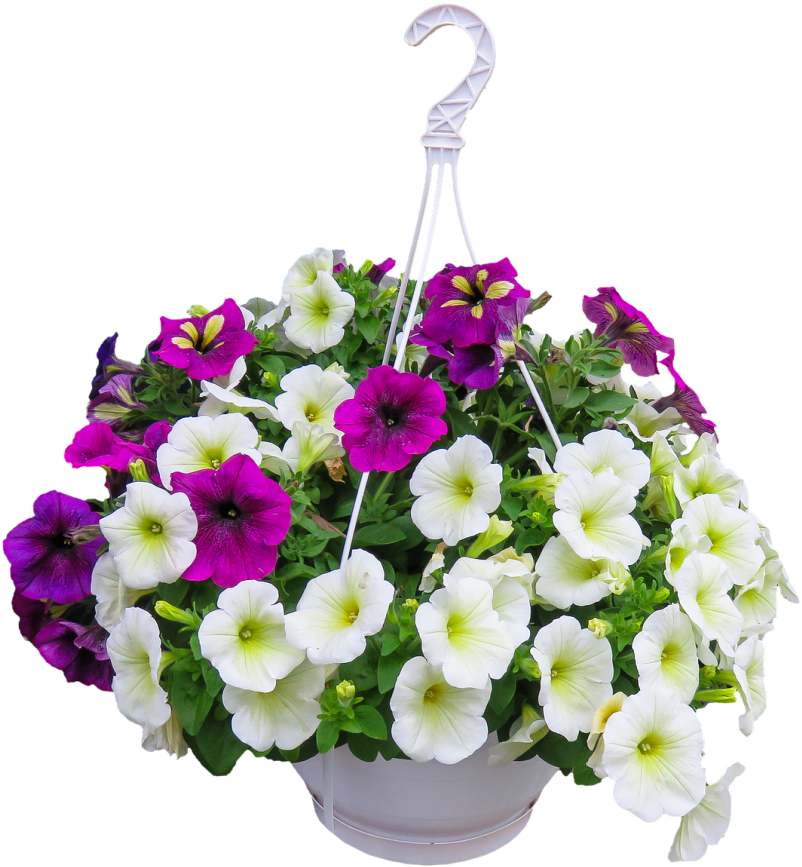 Download Happy Hanging Baskets Flower PNG Image with No Background