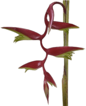 Download - Lobster-claws (350x350), Png Download