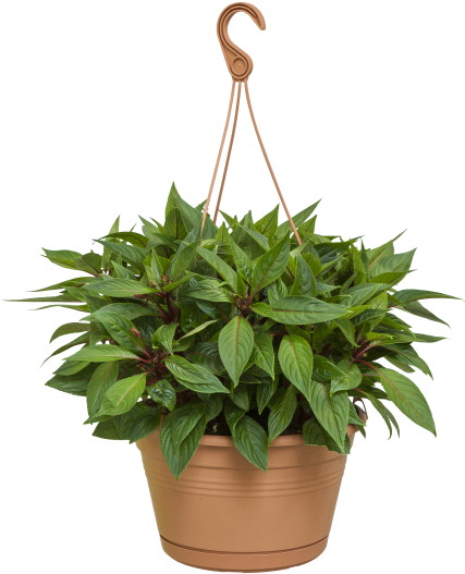 Home > Collection > Green Basics Hanging Basket - Maggiorana Png (750x750), Png Download