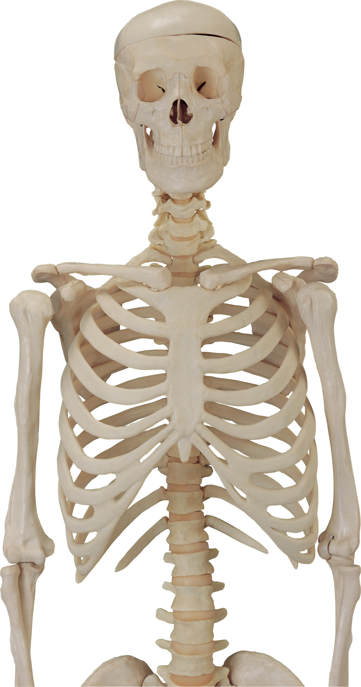 Skeleton Png - Skeleton Png For Picsart (1227x2334), Png Download