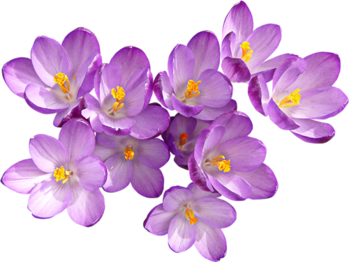 1 0 7fe21 36f867be Orig - Crocus (500x376), Png Download