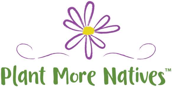 Plant More Natives - Ostrich Fern (636x342), Png Download