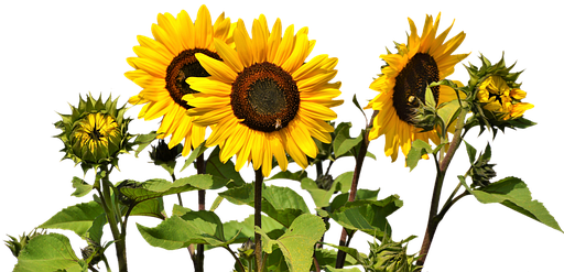 Sunflower, Flower, Yellow Flower, Bloom - Sunflower Png (511x340), Png Download