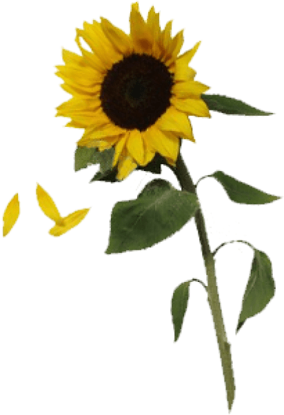Free Png Sunflowers Free Download Png Png Images Transparent - Sunflower Png (480x625), Png Download