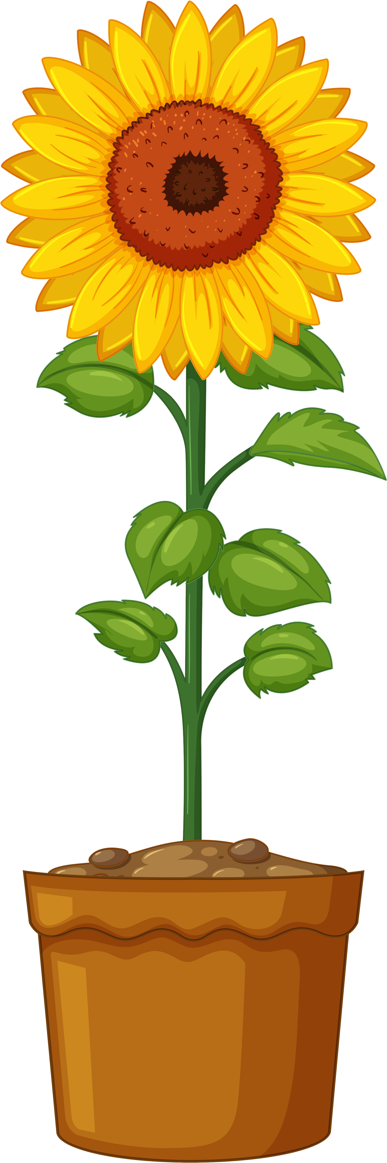 Sunflower Life Cycle (1745x4524), Png Download