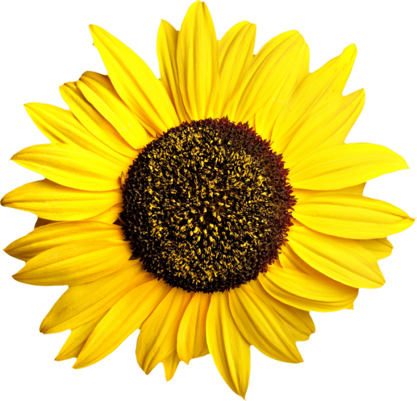 Free Png Sunflower Png Images Transparent - Sunflower Transparent (850x819), Png Download