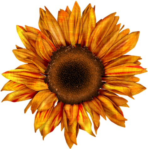 Sd Ae Sunflower 2 - Free Sunflower Png Clipart (500x488), Png Download