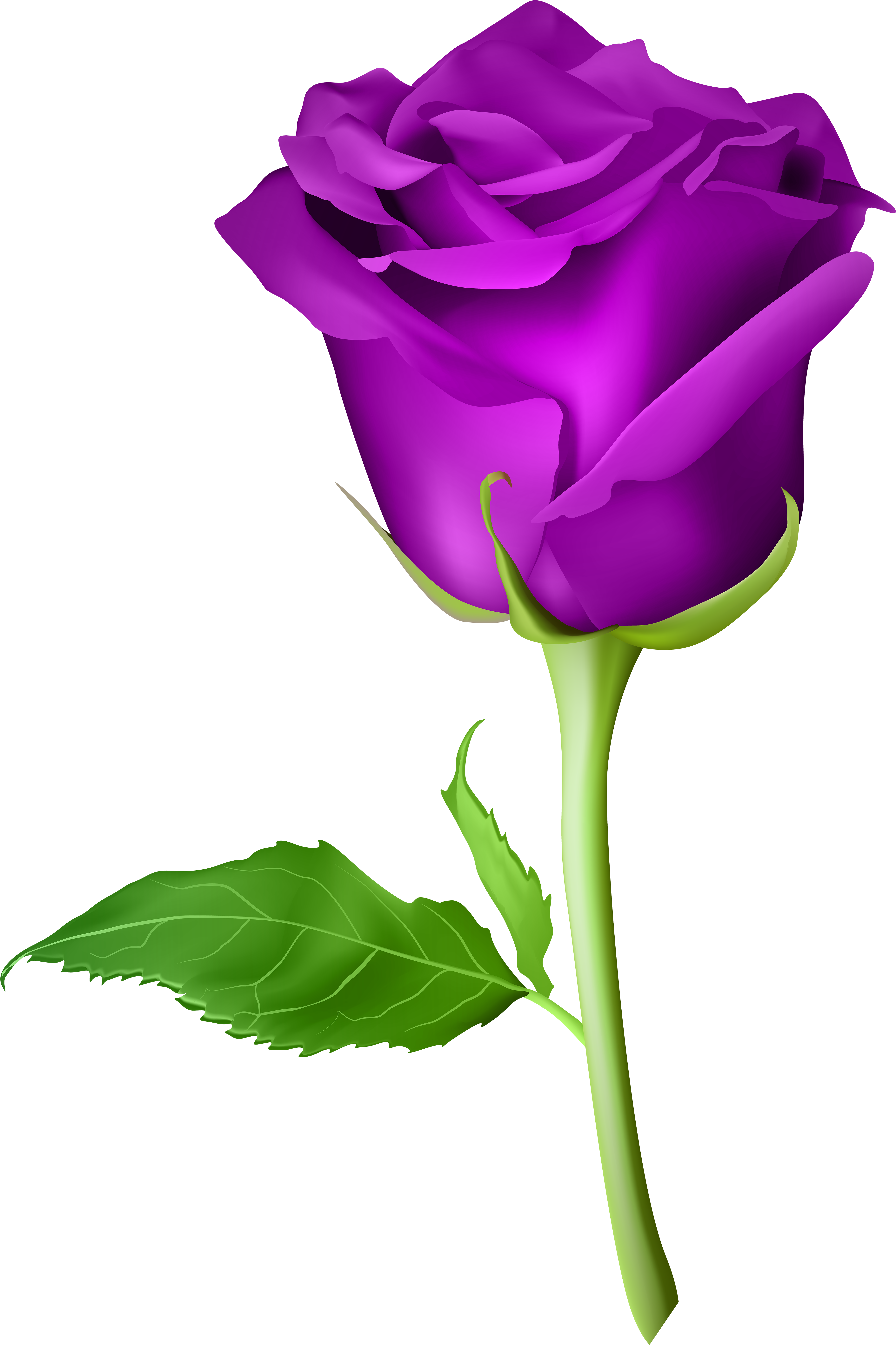 Purple Rose Clip Art (4721x7000), Png Download