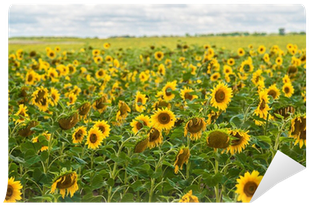 Sun Flowers Field In Ukraine Sunflowers Wall Mural - Common Sunflower (400x400), Png Download