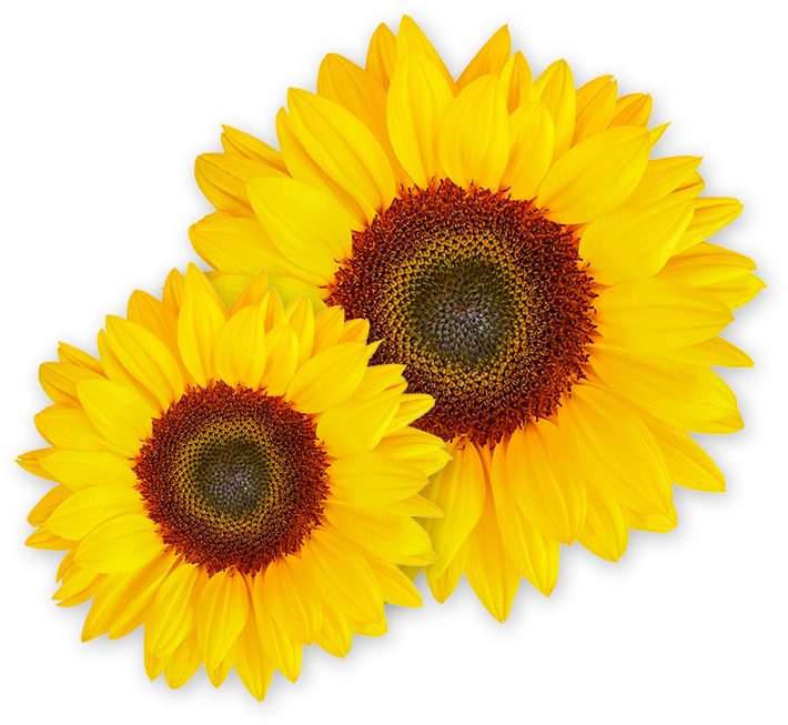 See What Linda Can Do - Girasoles Vector (710x653), Png Download