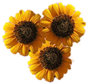 Picture - Artificial Flower (358x341), Png Download