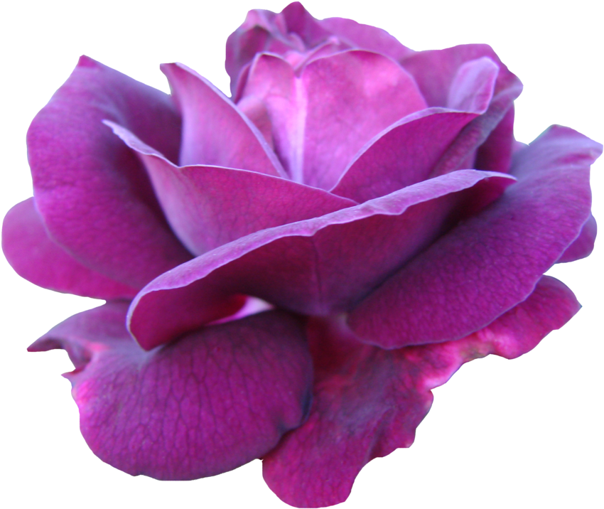 Purple Pink Rose Png (1024x768), Png Download