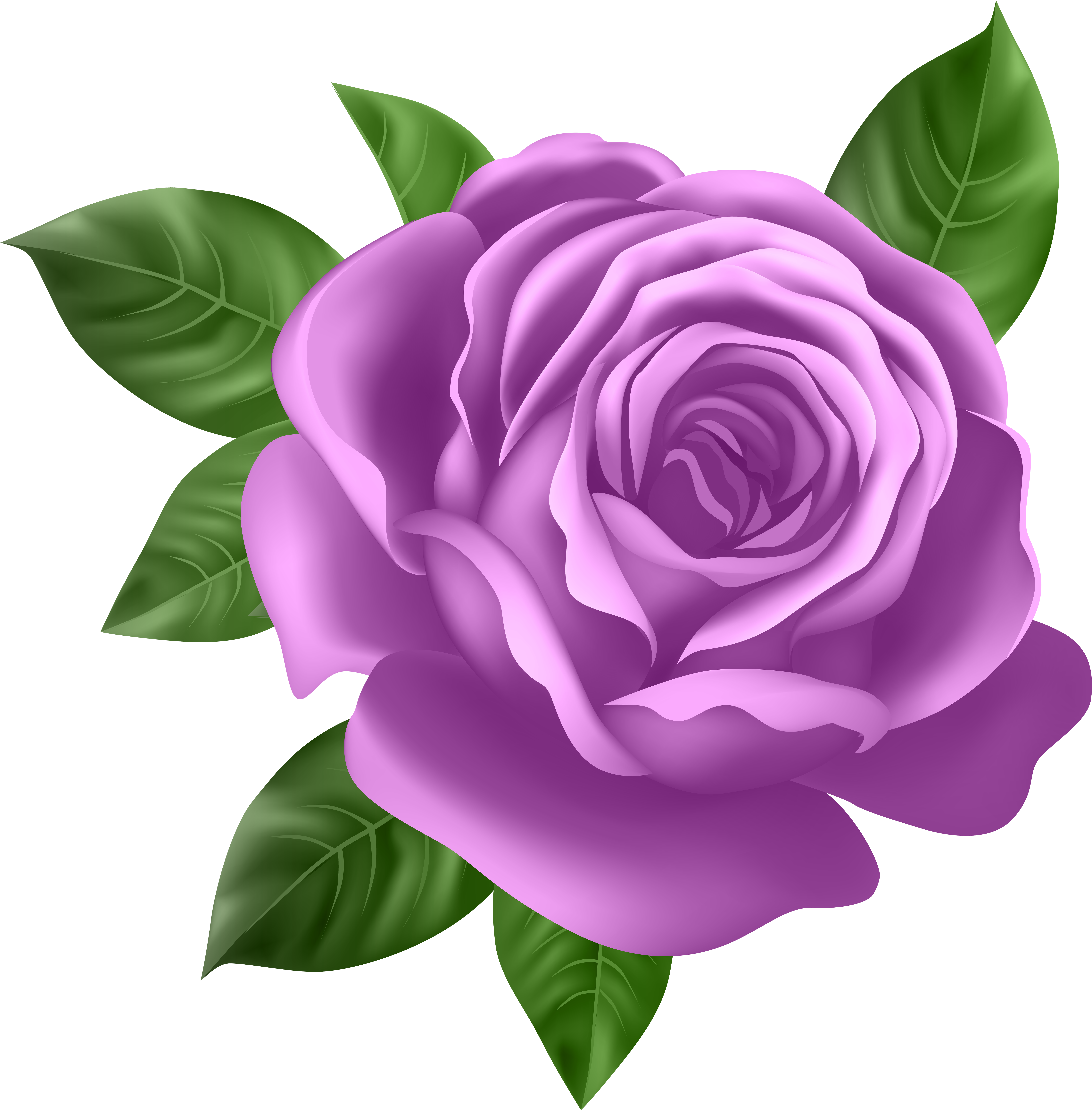 Purple Rose Transparent Png Clip Art - Purple Rose Clipart (590x600), Png Download
