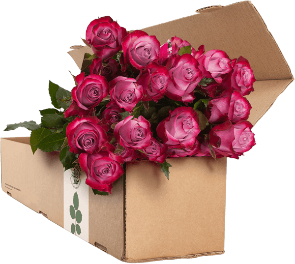 24 Purple Roses - Flower Delivery (530x474), Png Download
