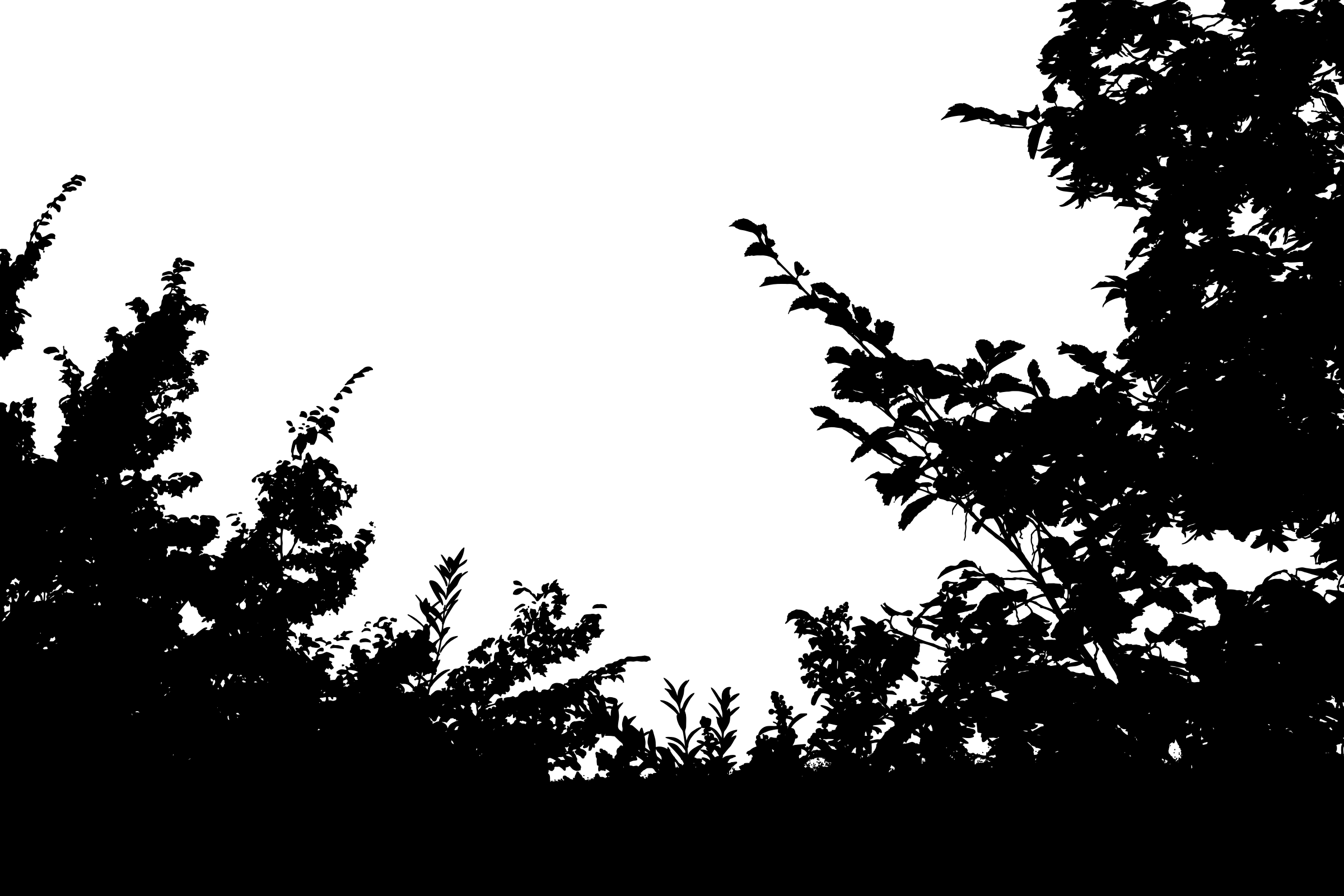 Vegetation Silhouette (2400x1600), Png Download