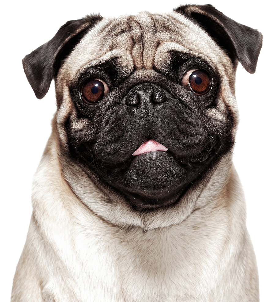Pug Png Photo - Pug Png (1024x1024), Png Download