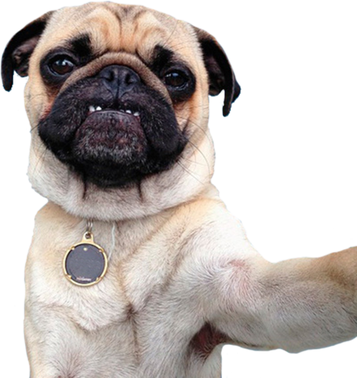 Perro, Png, And Pug Image - Perros Pug Png (500x530), Png Download