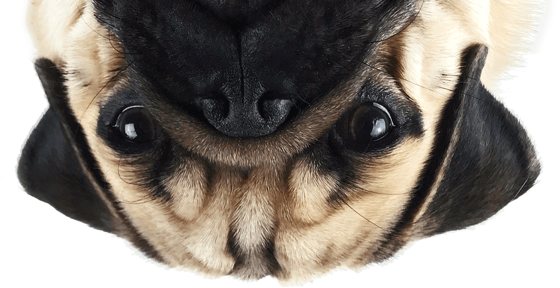 Thug Life Pug Png Image - Pug Png (1134x583), Png Download