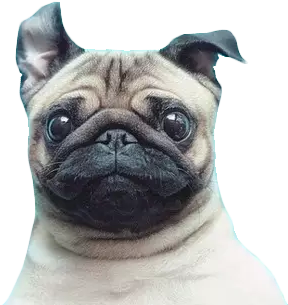 New Funny Post On Epic-humor - Pugs Png (400x409), Png Download