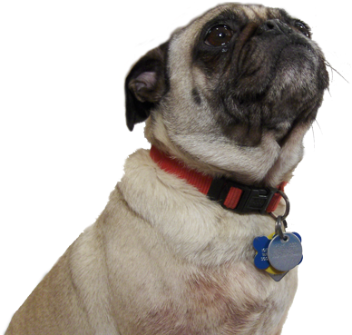 Thug Life Pug Png Free Download - Pug Sitting Png (400x374), Png Download