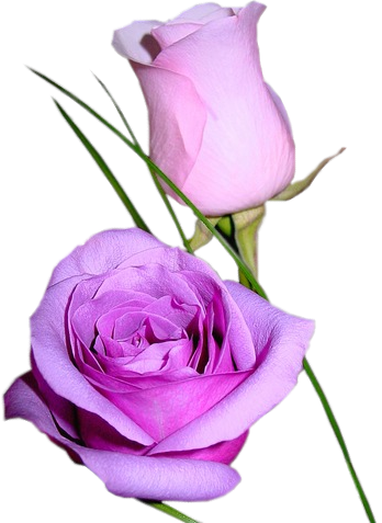 Purple Roses - Auguri Di Un Buon Compleanno Beatrice (348x477), Png Download