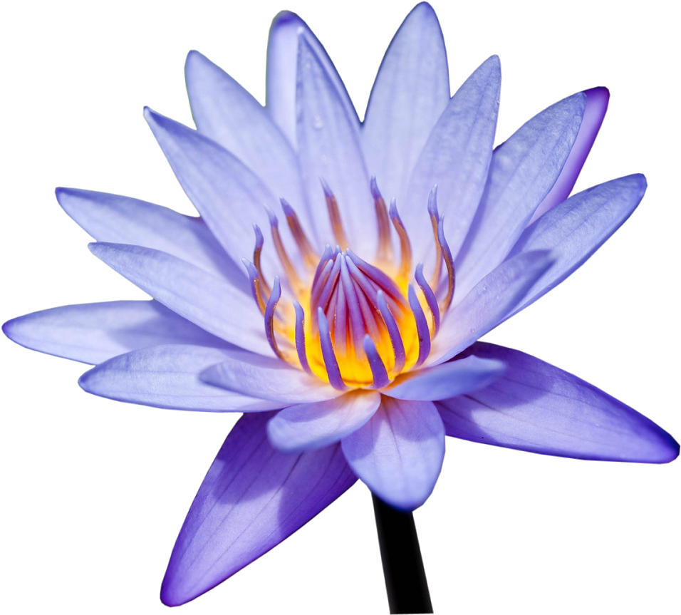Visit - Sacred Lotus (1600x1000), Png Download