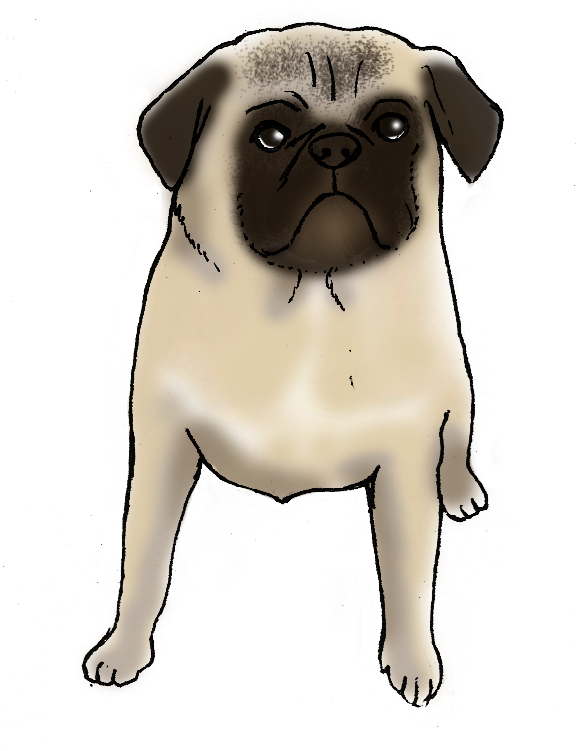 Charlie The Pug Is A Good Dog - Pug (607x754), Png Download