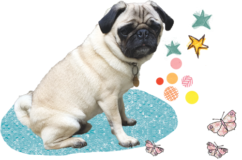 And, Sometimes, Doug Works With Those Who Have No Difficulties - Doug The Pug Transparent (500x331), Png Download