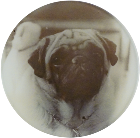 Peggy Pug Peggy Pug - Chocolate (500x500), Png Download