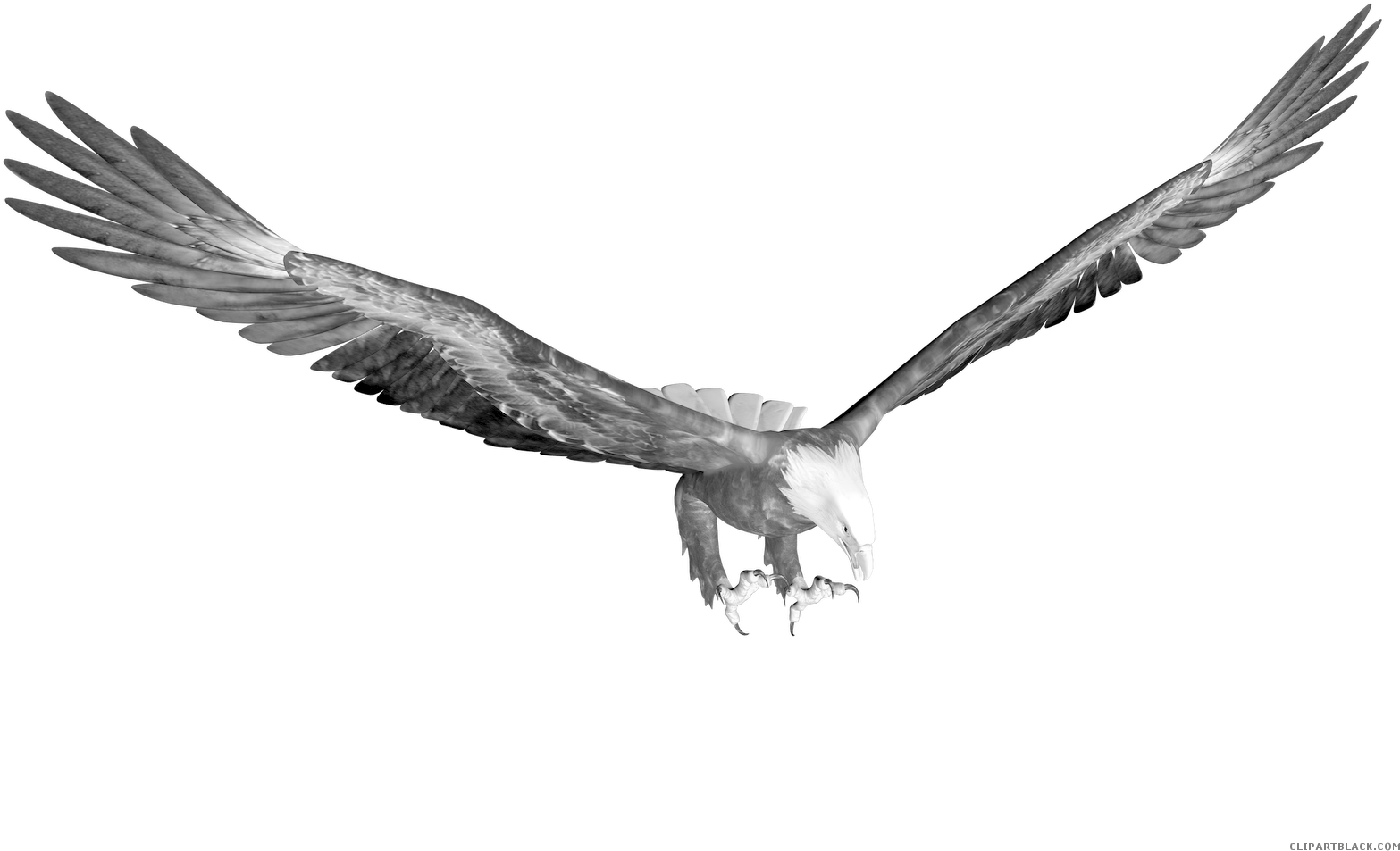 Eagle Animal Free Black White Images Clipartblack - Portable Network Graphics (1600x1131), Png Download