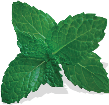 Mint Leaf Thai Cuisine - Vitis (412x389), Png Download