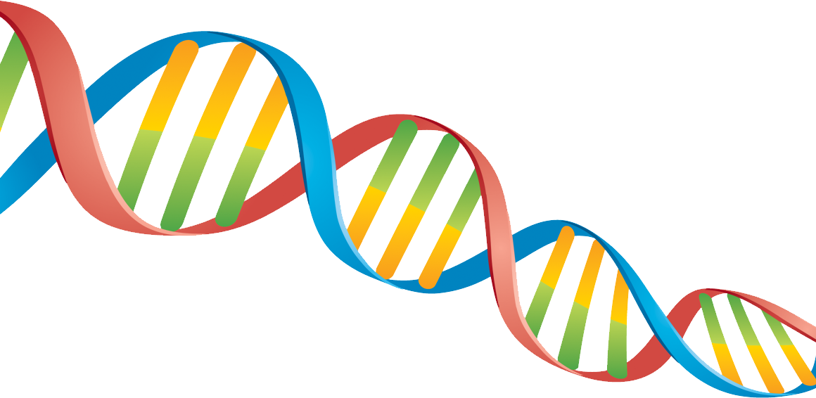 Dna Png (1160x566), Png Download