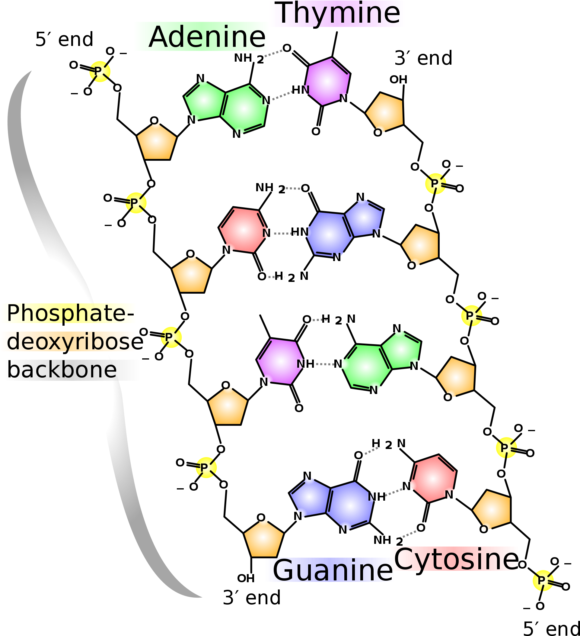 Http - //upload - Wikimedia - Chemical Structure - - Dna Chemical Structure (2000x2333), Png Download