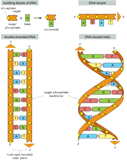 In Most Organisms, The Primary Genetic Material Is - Dna And Its Building Blocks (406x511), Png Download