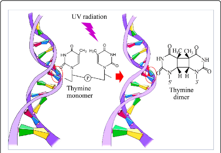 Uv B Induced Formation Of Cyaclobutane Thymine Dimer - Antiviral Strategies And Immune Nutrition By Dr Alex (769x533), Png Download