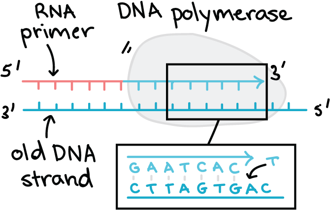 Anti Parallel Dna (697x450), Png Download