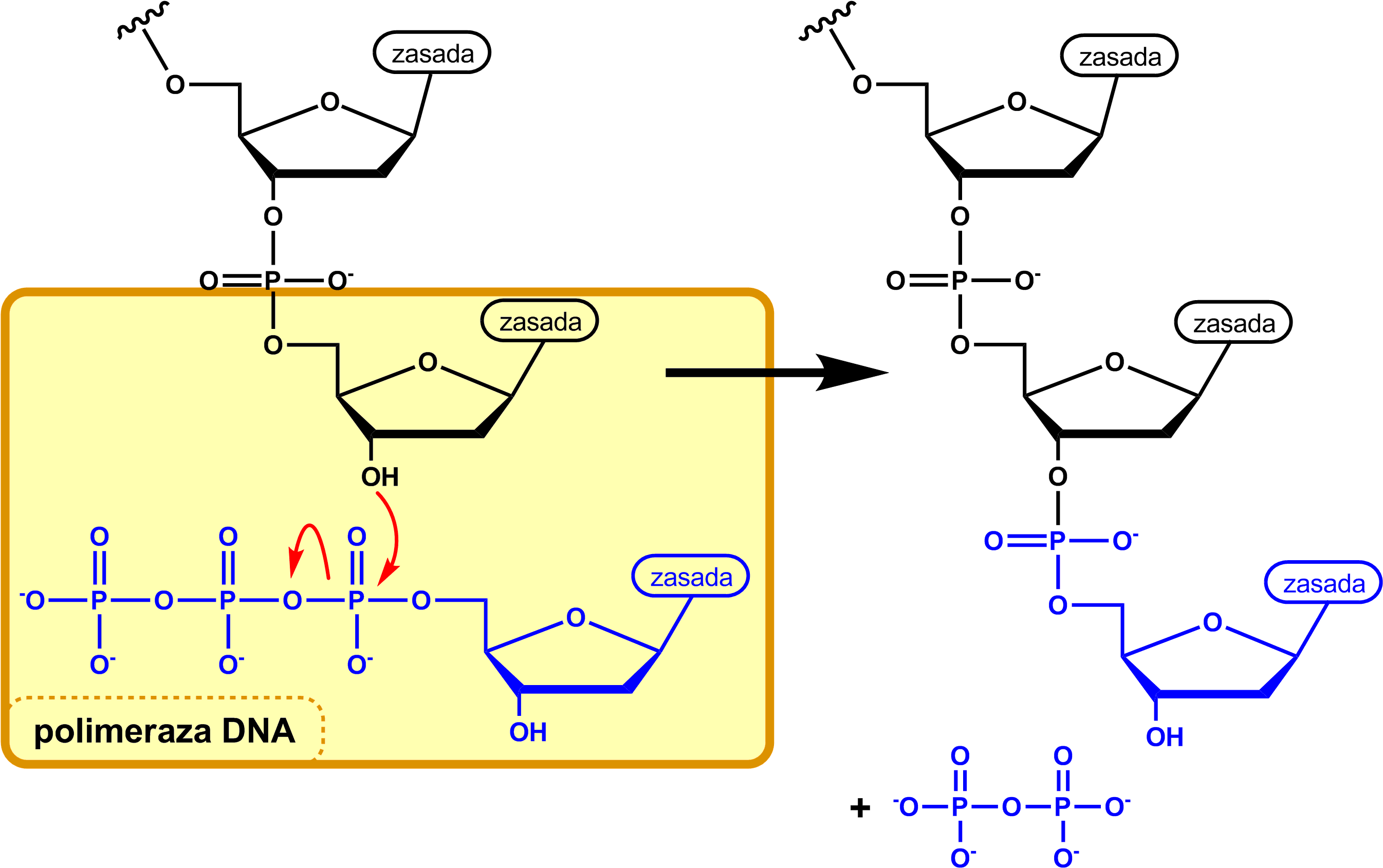 Dna Synthesis Pl - Biosintesis De La Desoxirribosa (2711x1707), Png Download