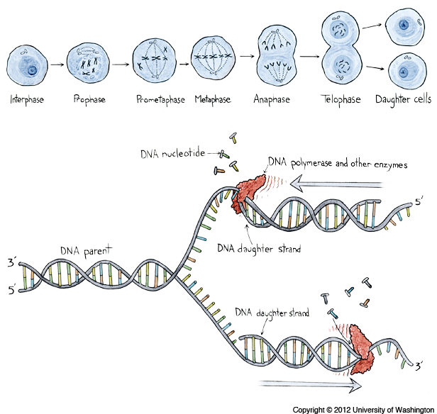 Download Dna Replication Illustration PNG Image with No Background